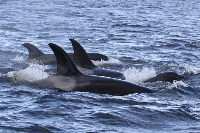 Whale Watching Adventure from Vancouver BC - About 3–5 hours on the water: timing, comfort, and staying ready