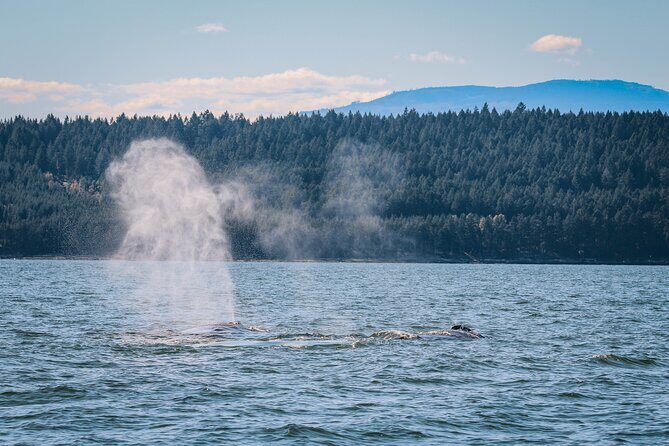 Whale Watching Nanaimo Open Boat Tour - Staying Warm, Dry, and Sane: Comfort Tips for an Open-Boat Day