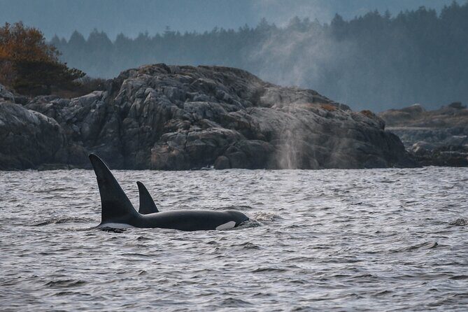 Whale Watching Nanaimo Open Boat Tour - Marine Naturalist Talk and Conservation Messaging Tied to Real Research