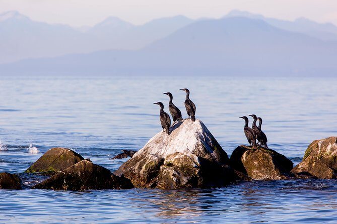 Whale-Watching Tour from Vancouver - The Stops That Shape Your Day (and Why Timing Matters)