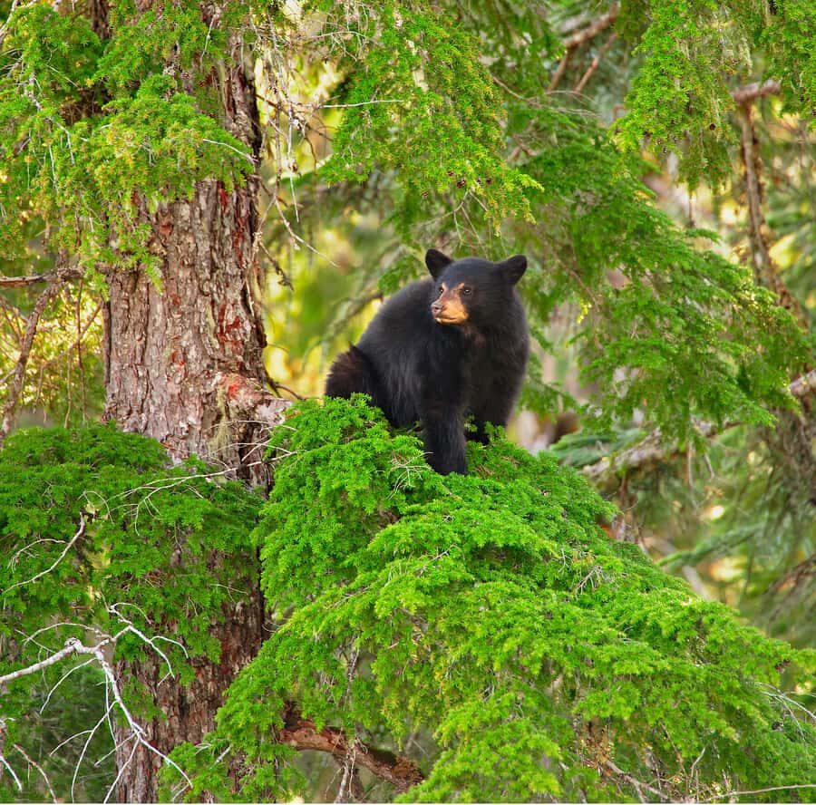 Whistler: Afternoon/Evening Bear Viewing Scenic Tour - Why this 2.5-hour bear hunt feels more like a mission than a drive