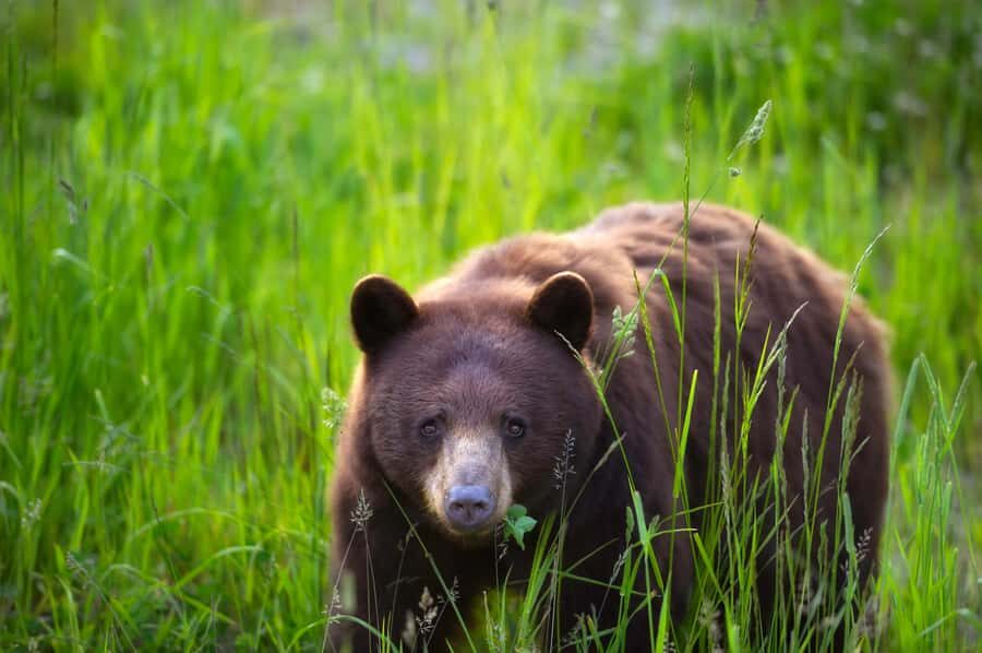 Whistler: Afternoon/Evening Bear Viewing Scenic Tour - What you’ll see: waterfalls, glacier lakes, old forest, and wetlands
