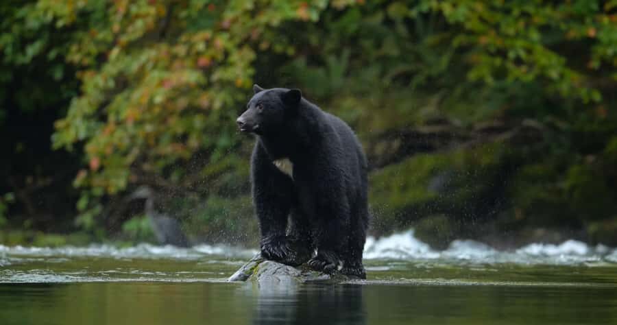 Whistler: Afternoon/Evening Bear Viewing Scenic Tour - Your bear-viewing wildlife guide: how the “try hard” part works