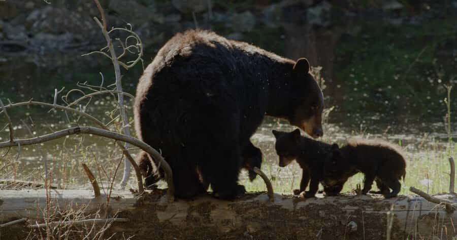 Whistler: Afternoon/Evening Bear Viewing Scenic Tour - The photography advantage: use stops to get sharper, calmer shots