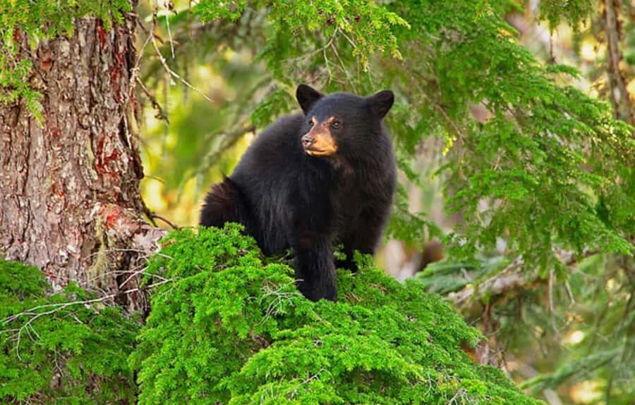 Whistler: Morning with the Bears Land Rover Scenic Excursion - Morning With the Bears: What This Tour Actually Gives You