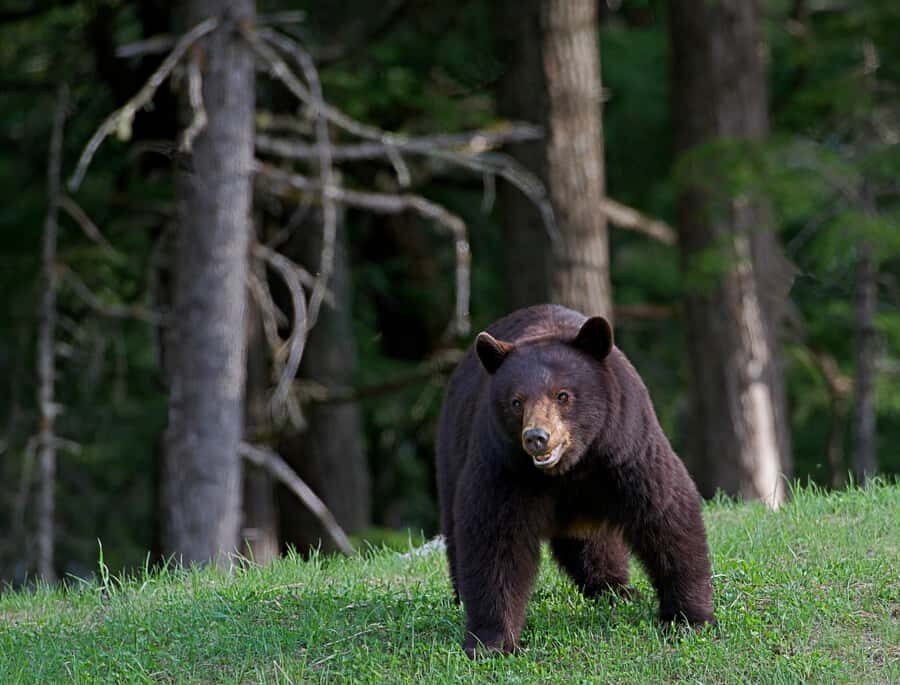 Whistler: Morning with the Bears Land Rover Scenic Excursion - Sunrise Bear Viewing: What You’re Really Paying For
