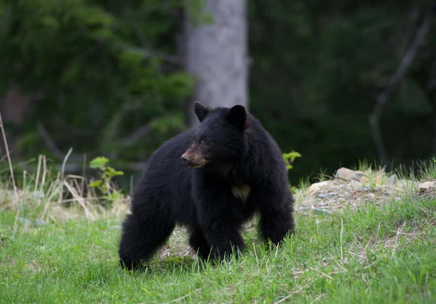 Whistler: Morning with the Bears Land Rover Scenic Excursion - Who This Tour Is Best For