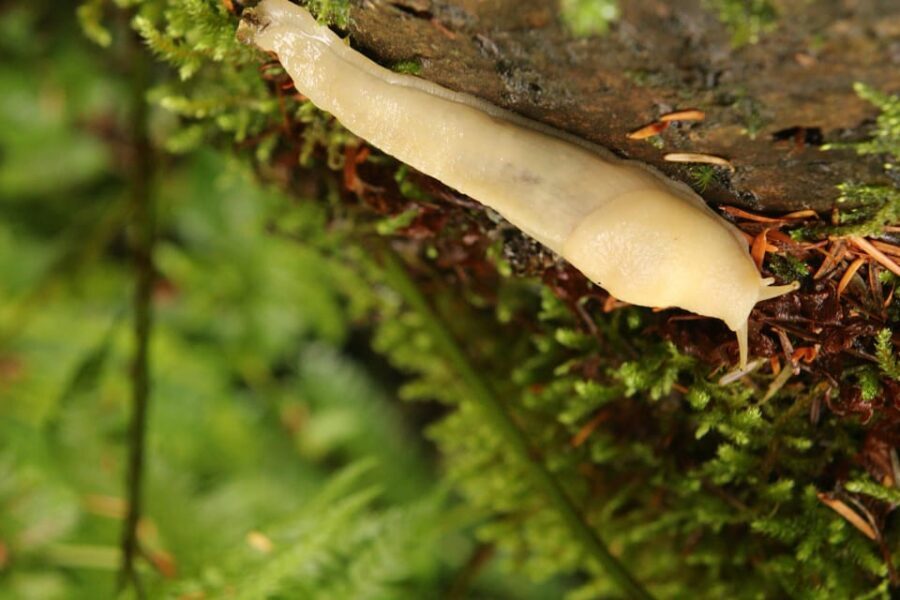 Whistler: Tour, Sensory Nature Experience for Families - Price and Value: Is $52 Worth 1.5 Hours?