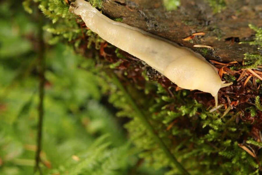 Whistler: Tour, Sensory Nature Experience for Families - Foraging for Tea: The Ceremony Part Is the Best Part