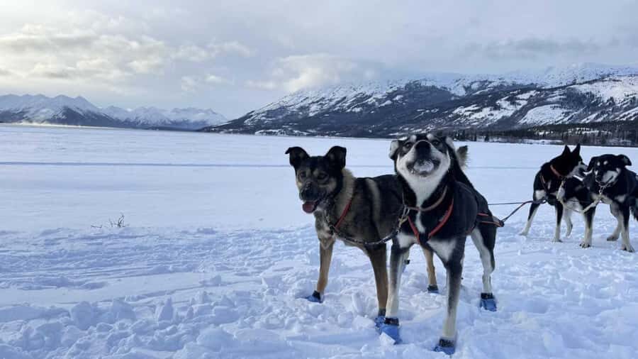 Whitehorse: Dog Sledding Adventure with Hot Cocoa - Key Highlights to Know Before You Go
