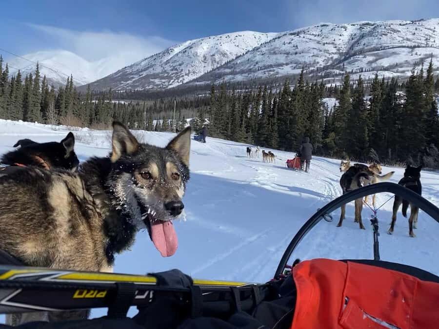 Whitehorse: Dog Sledding Adventure with Hot Cocoa - Where the Adventure Starts: Sternwheeler Hotel Pickup and Shuttle Ride