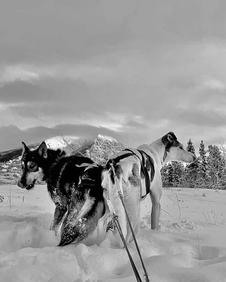 Whitehorse: Dog Sledding Adventure with Hot Cocoa - The Sled Ride Itself: Gliding Through Yukon Winter Trails