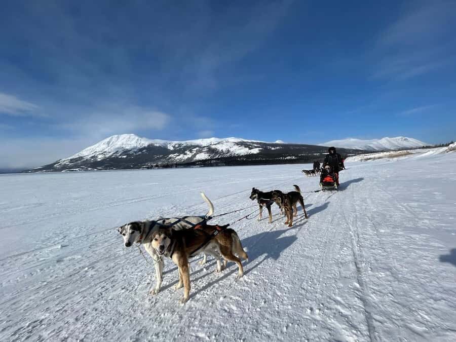 Whitehorse: Dog Sledding Adventure with Hot Cocoa - The Big Setup: Meet the Dogs and Learn the Basics of Mushing