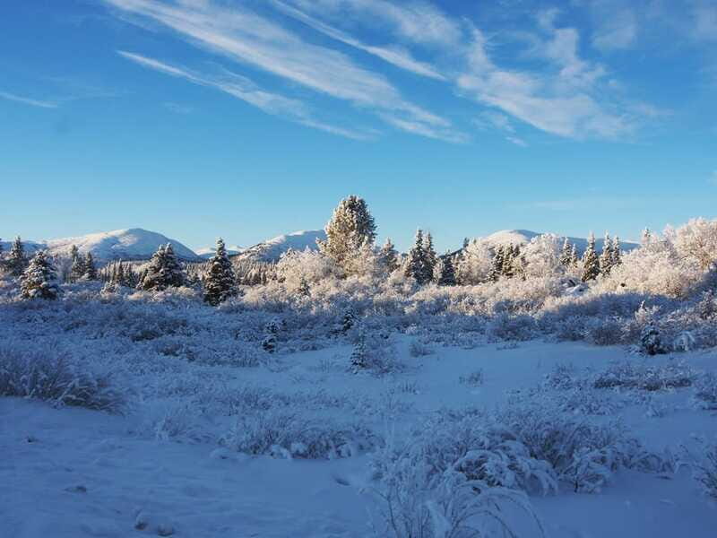 Whitehorse: Half-Day Snowshoeing Tour - Who should book this snowshoe tour in Whitehorse