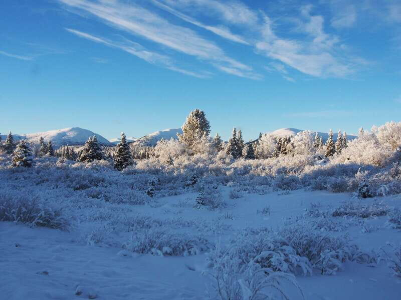 Whitehorse: Half-Day Snowshoeing Tour - Whitehorse snowshoeing that actually shows you winter