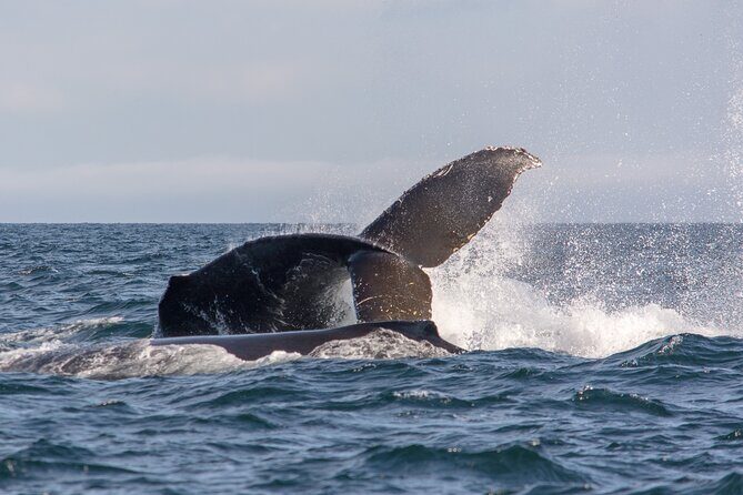 Wild Whale Watching Experience - Open Air Vessel - Time on the water: why 5 hours can feel long, but still worth it