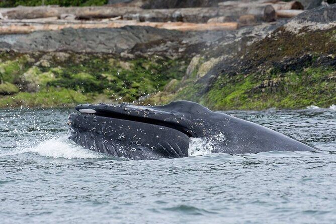 Wild Whale Watching Experience - Open Air Vessel - Group size and the boat vibe: seeing wildlife without feeling boxed in