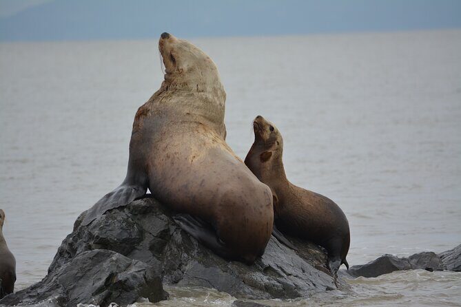 Wild Whale Watching Experience - Open Air Vessel - Price and value: is $169.74 worth it?