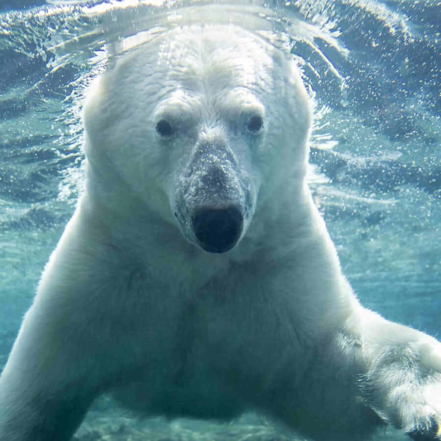 Wilder Institute/Calgary Zoo: Entry Ticket - Price and value: what $29.93 really buys you