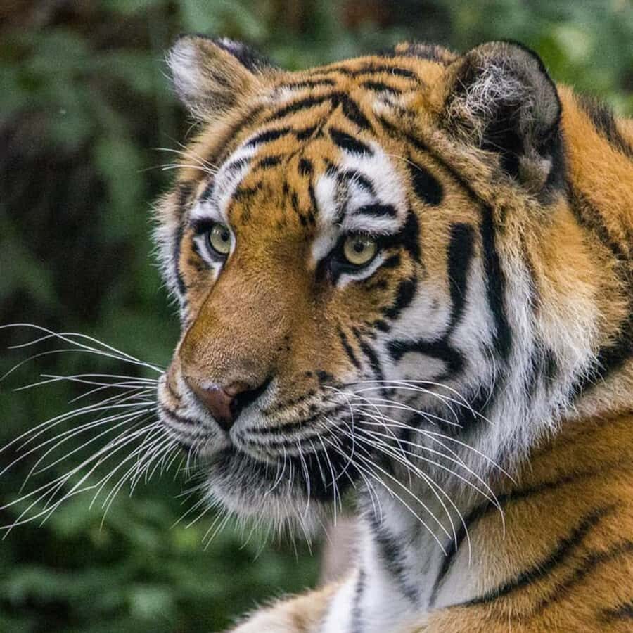 Wilder Institute/Calgary Zoo: Entry Ticket - Entering the zoo: hours, timing, and why the day plan matters
