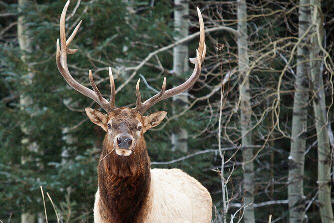 Wilderness and Wildlife Hiking Tour - 3hr Hike - A 3-hour Kananaskis hike that fits real travel schedules