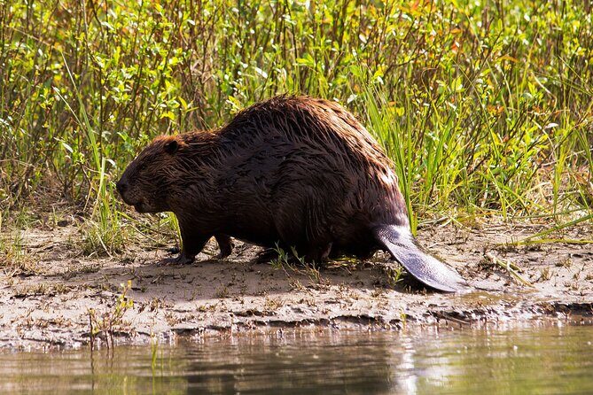 Wildlife on the Bow | Big Canoe Tour in Banff National Park - The Scenery Factor: It’s Beautiful, But It’s Not the Only Story