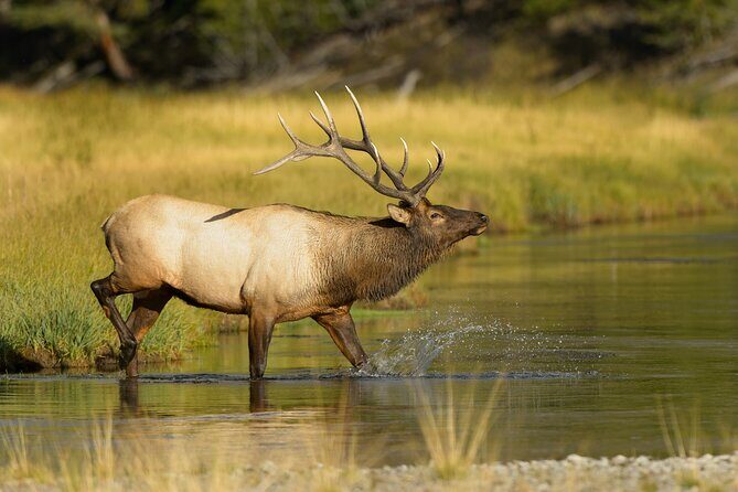 Wildlife on the Bow | Big Canoe Tour in Banff National Park - Price and Value: Is $69.85 Worth It?