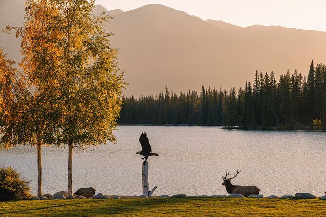 Wildlife Wild Skies: Jasper Planetarium Combo - A few smart packing moves for an evening like this