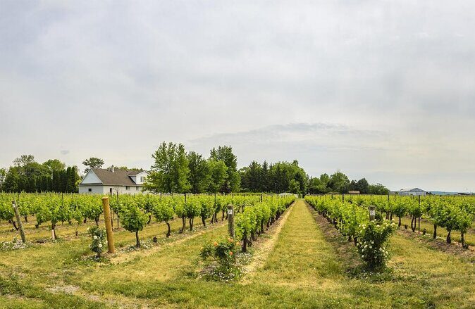 Wine, Cheese, Chocolate 6 Hour Tasting Tour with Lunch - Key highlights you’ll feel during the day