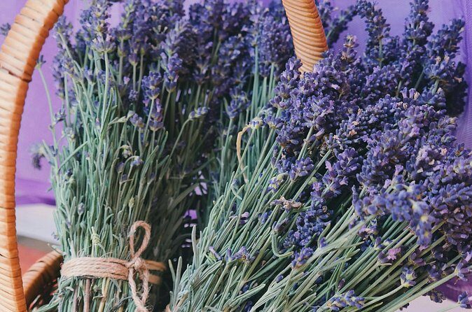 Wine Tasting and lavender Farm Tours - Who this tour suits best (and who should think twice)