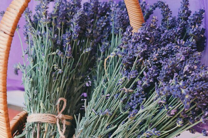 Wine Tasting and lavender Farm Tours - Price and what you actually get for $126.96