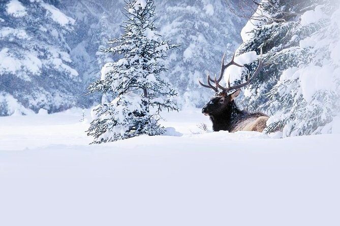 Winter Wildlife Discovery Tour - Key Highlights You Should Know Before You Go