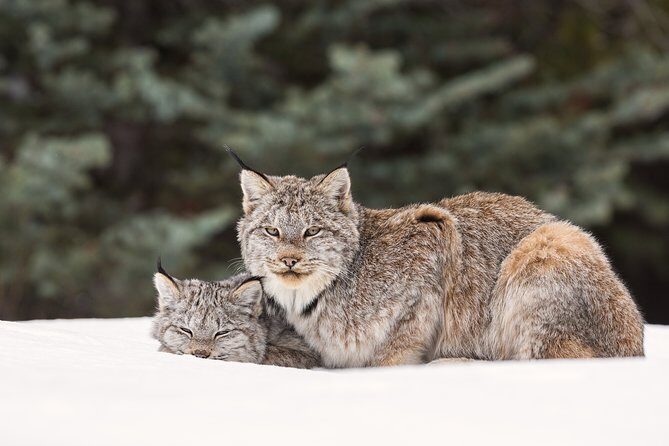 Winter Wildlife Discovery Tour - How This 3.5-Hour Jasper Morning Works