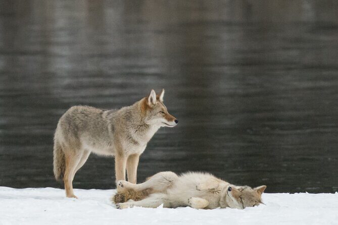 Winter Wildlife Discovery Tour - Comfort and Timing: What Matters on a Cold Morning