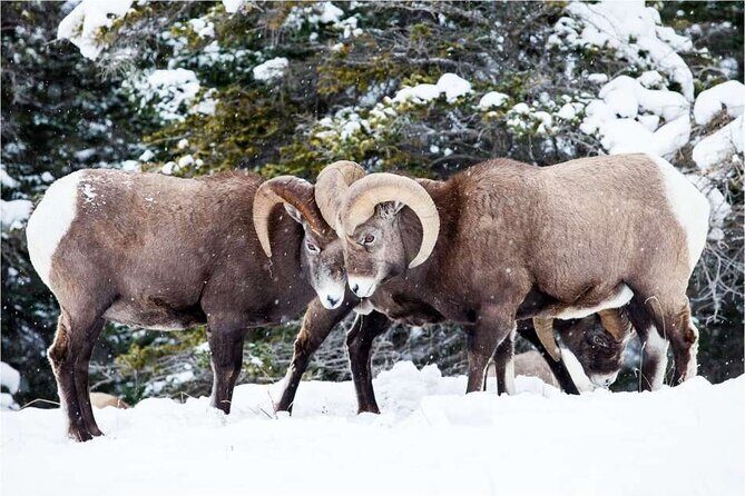 Winter Wildlife Discovery Tour - Pickup in Jasper: Starting Smooth Instead of Running Late