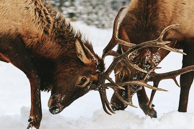 Winter Wildlife Discovery Tour - Price and Value: Is $67.95 a Good Use of Your Time?