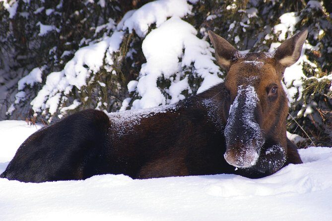Winter Wildlife Discovery Tour - Maligne Valley and Maligne Lake: Karst System Views in Winter