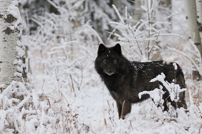 Yamnuska Wolfdog Sanctuary Walk Ticket in Canada - What you learn from the signage (and what to pay attention to)