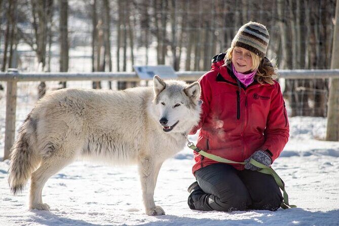 Yamnuska Wolfdog Sanctuary Walk Ticket in Canada - Up close with wolfdogs: safety, calm, and enrichment moments