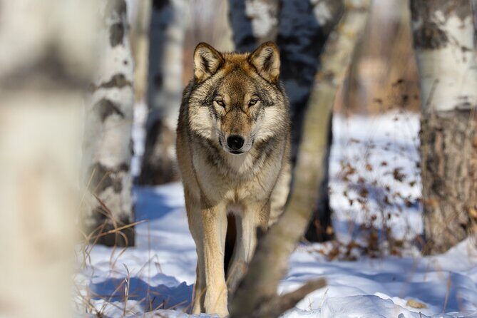 Yamnuska Wolfdog Sanctuary Walk Ticket in Canada - Gift shop and souvenirs that actually support the work