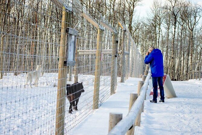 Yamnuska Wolfdog Sanctuary Walk Ticket in Canada - Timing in Banff: how long it takes and when to go