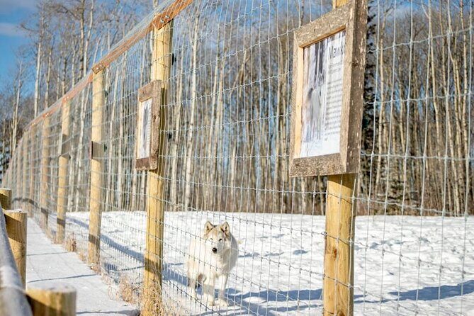 Yamnuska Wolfdog Sanctuary Walk Ticket in Canada - Wolfdog Wisdom sessions: the best time to plan around