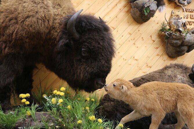 Yellowknife City Tour + Nature's North Wildlife Gallery - Old Town and N’dilo: early settlement feel and Dene First Nations context