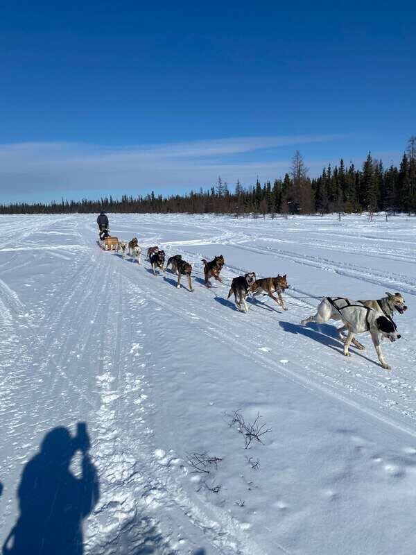 Yellowknife: Dog Sledding Tour - Warm Up in a Cozy Cabin: Tea and Bannock Reset