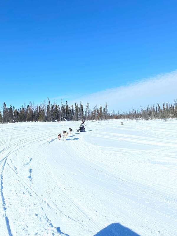 Yellowknife: Dog Sledding Tour - Is $106 Worth It for a 1-Hour Sled Ride?