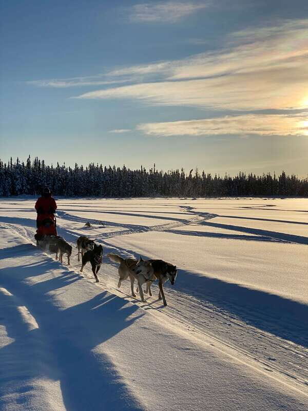 Yellowknife: Dog Sledding Tour - Should You Book Yellowknife Vacations Dog Sledding?