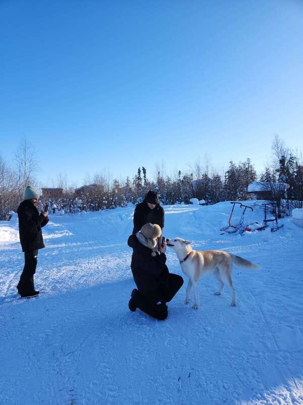 Yellowknife: Dog Sledding Tour - Meeting the Dog Team: Friendly, Hardworking, and Ready for Pets