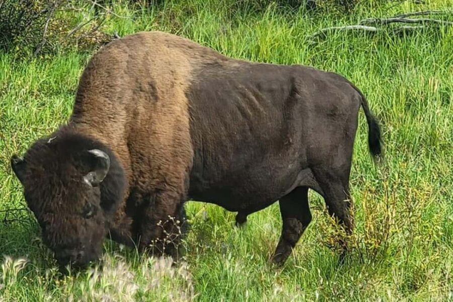Yellowknife: Wild Bison Highway Tour - Key points before you go