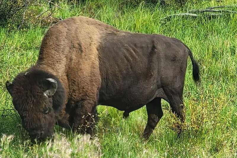 Yellowknife: Wild Bison Highway Tour - Who should book, and who should skip