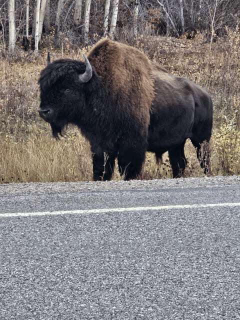Yellowknife: Wild Bison Highway Tour - Other animals: the bonus you hope for